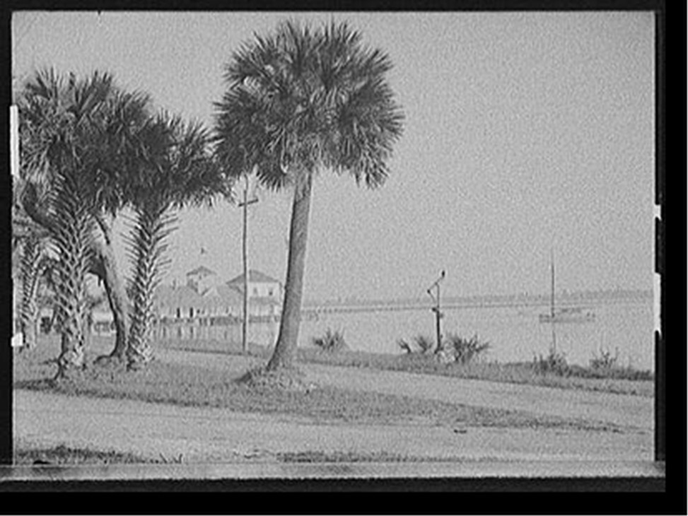 [Halifax River Yacht Club and palms, Daytona Beach, Florida], [between 1900 and 1910] — historic photograph