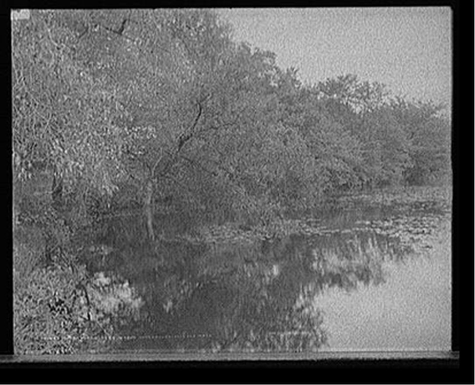 Trees along Lake Waban, Wellesley College, Mass., c[1908?] — historic photograph