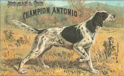 Hulman & Co's Champion Antonio setter dog trade card