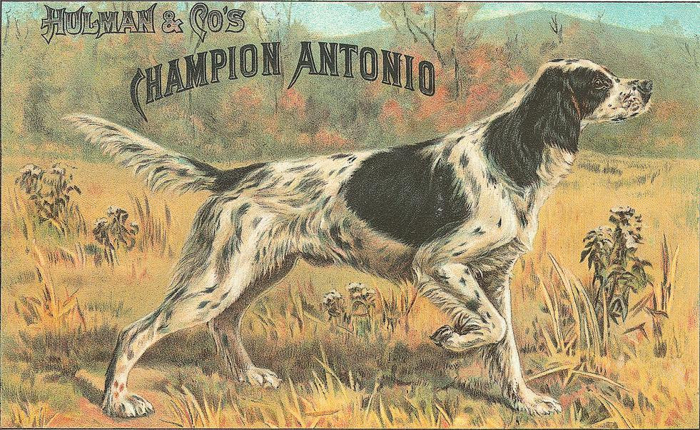 Hulman & Co's Champion Antonio setter dog trade card — historic image