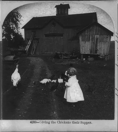 Giving the chickens their supper