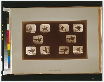 Horses. Leaping