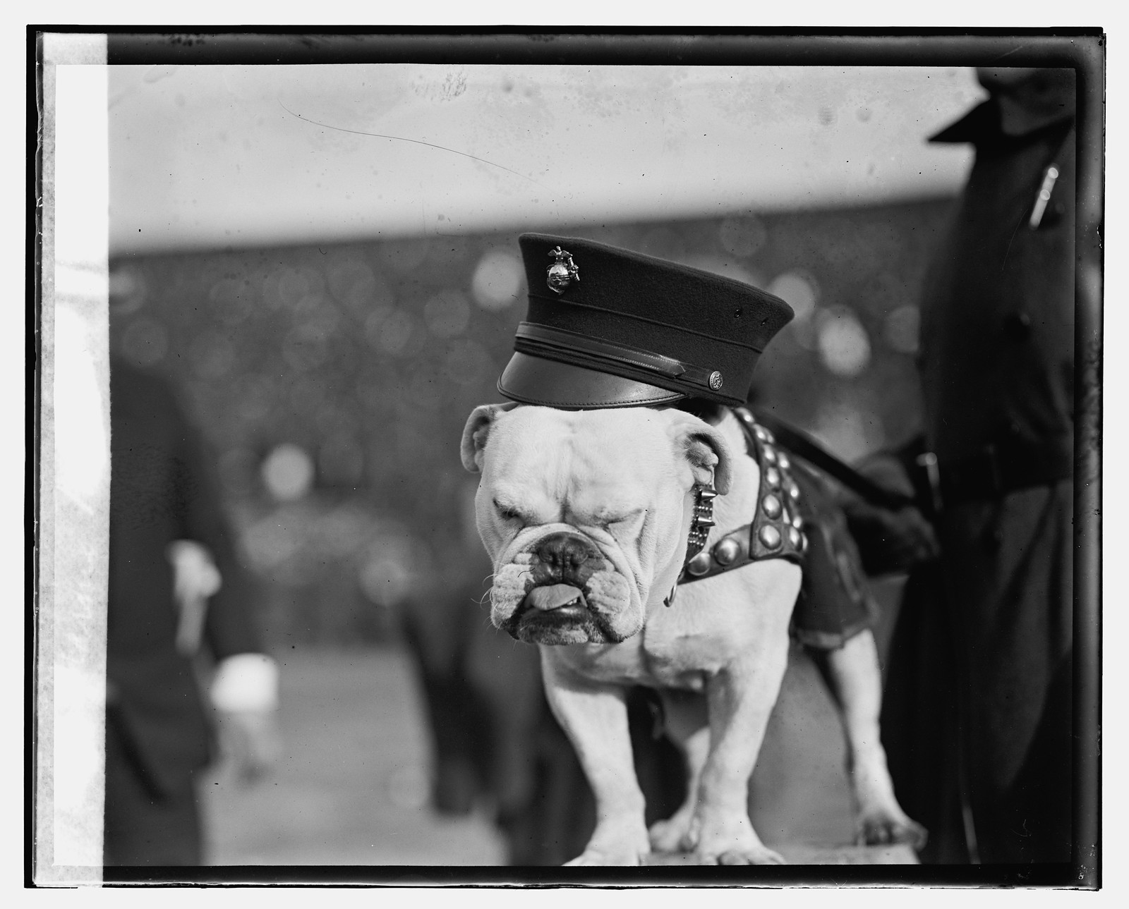 Marine mascot, [12/1/23], [1923 December 1] — historic photograph