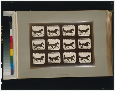 Horses. Trotting