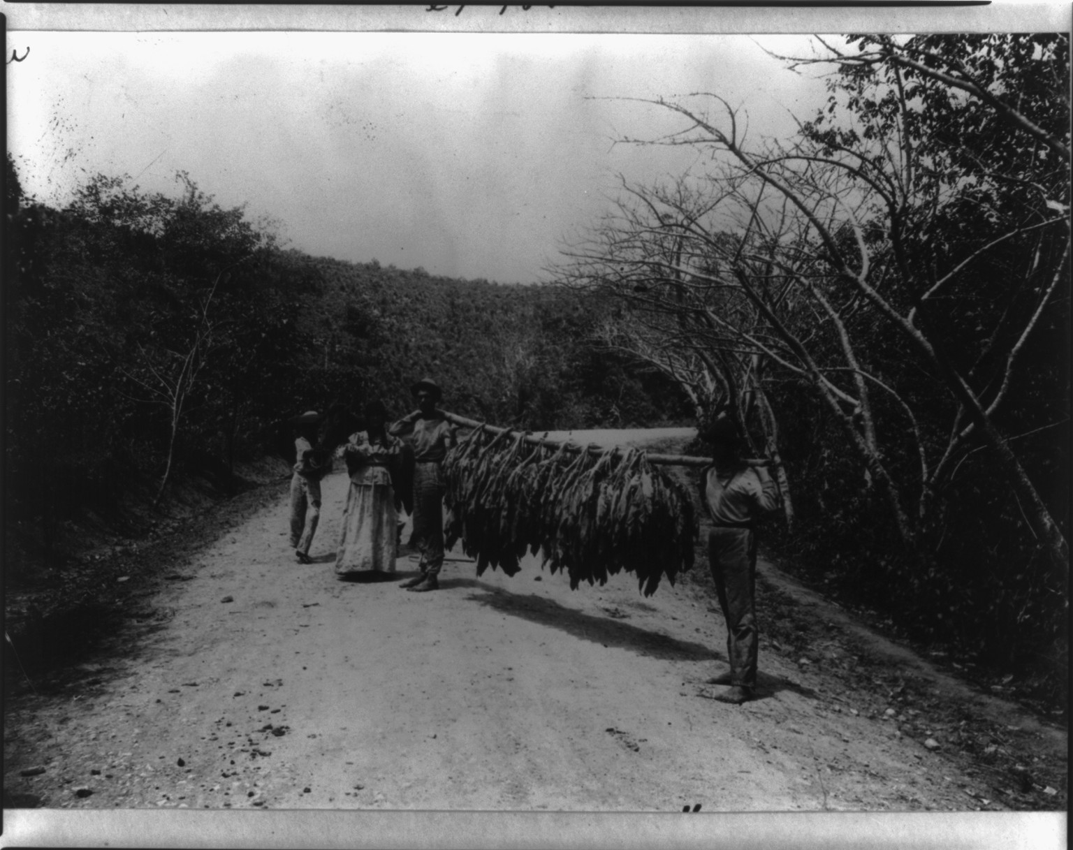 Carrying tobacco in Cuba, [between 1890 and 1923] — historic photograph