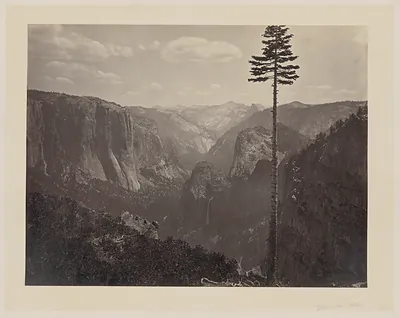 Yosemite Valley with a tall lone pine, albumen photograph