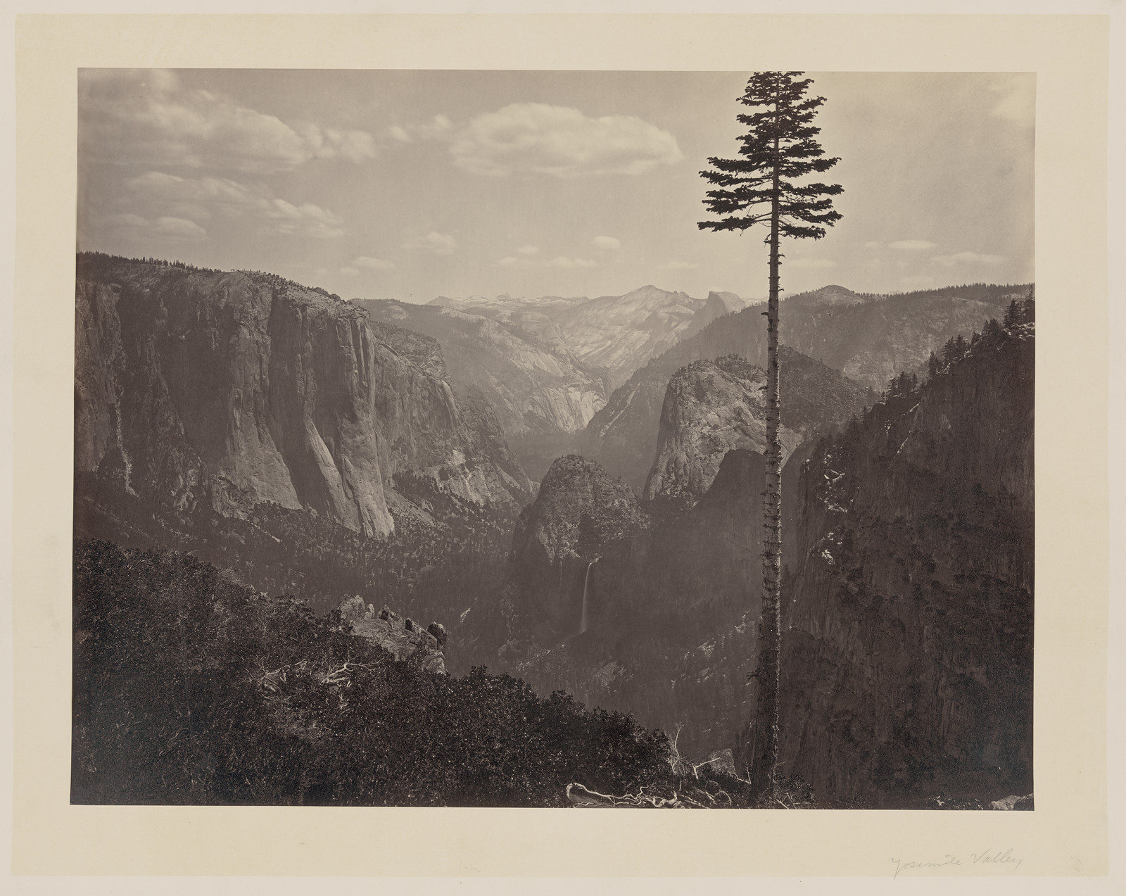 Yosemite Valley with a tall lone pine, albumen photograph — historic photograph