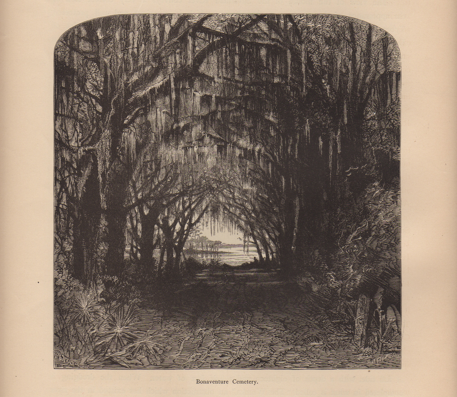 Bonaventure Cemetery, avenue of oaks hung with Spanish moss — historic image