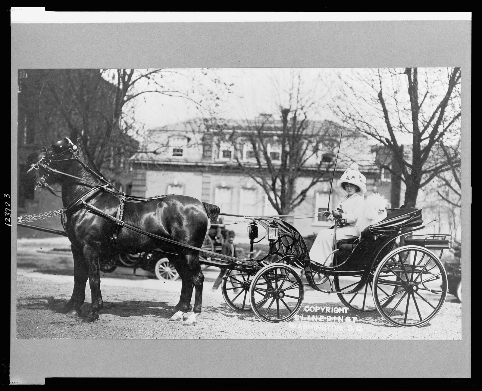 [Evalyn Walsh McLean driving horse-drawn carriage], c1911. — historic photograph