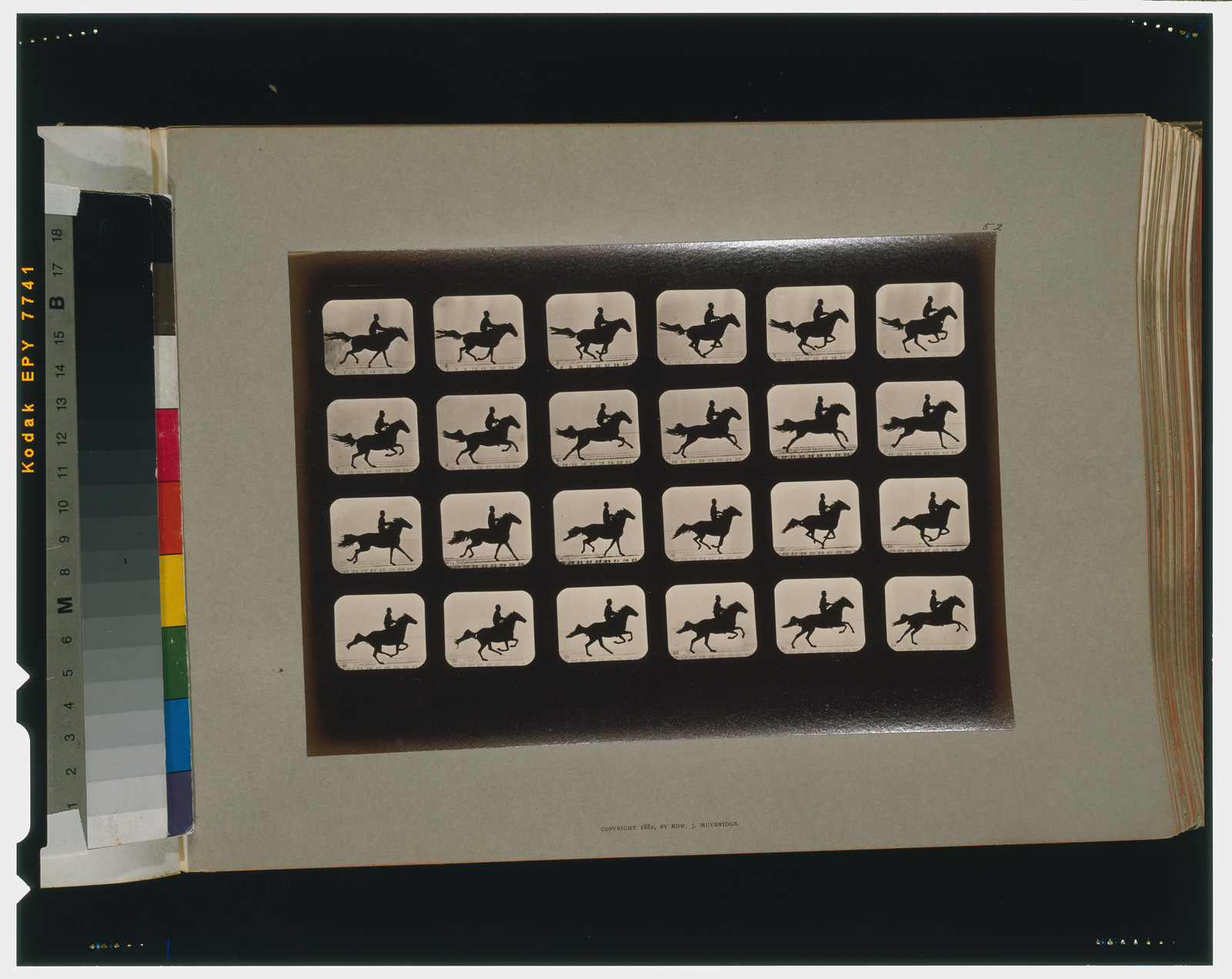 Muybridge-style sequence of a horse and rider in 24 frames — historic image