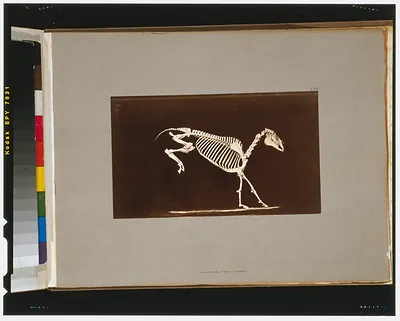 Skeleton of horse. Leaping. Contact with the ground