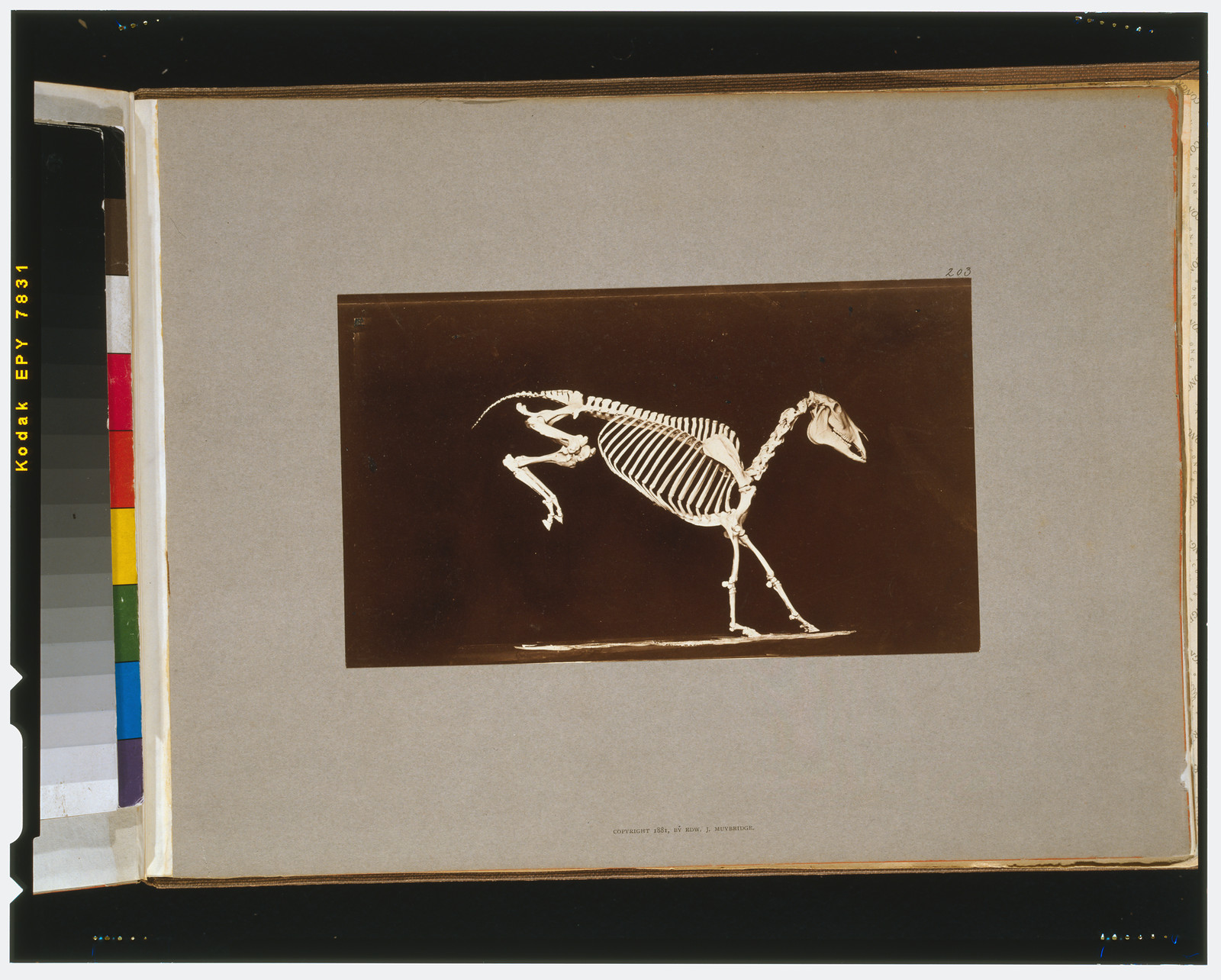 Skeleton of horse. Leaping. Contact with the ground, [San Francisco] : Muybridge, c1881. — historic photograph