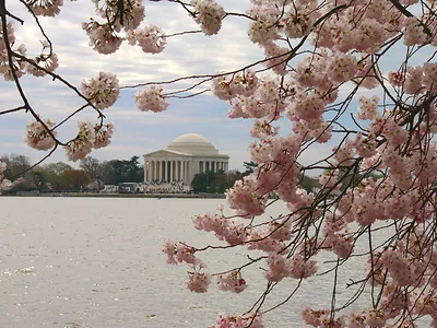 Tidal Basin with Cherry Trees in Bloom and Jefferson Memorial in Background, Washington, D.C. (slide, color)