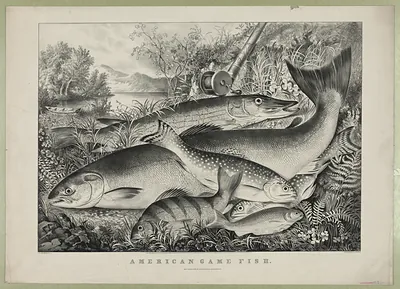 American Game Fish