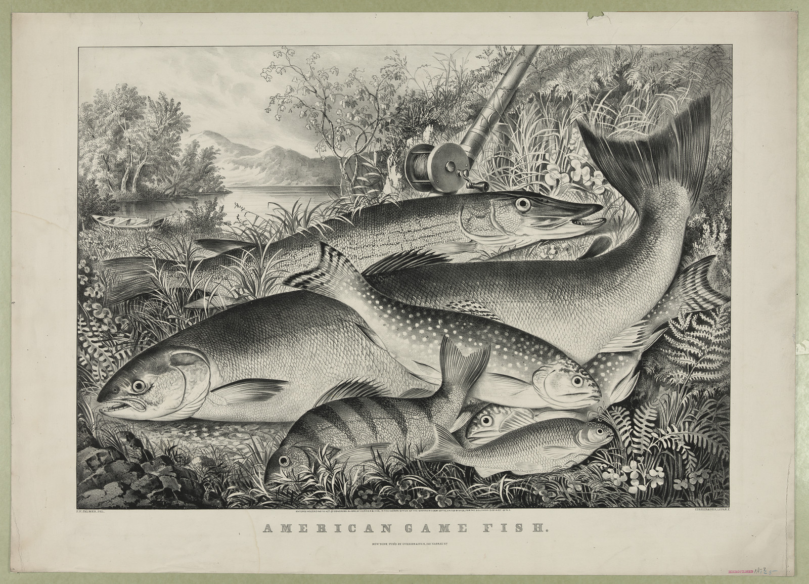 American Game Fish — historic image