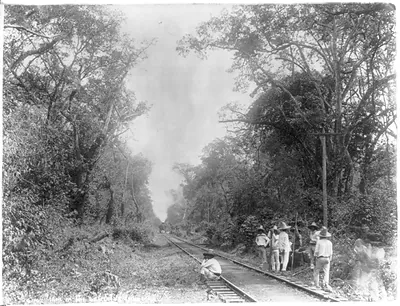 [Mexico - Railroad scenes: Train in the Cafetal of Temasdia]