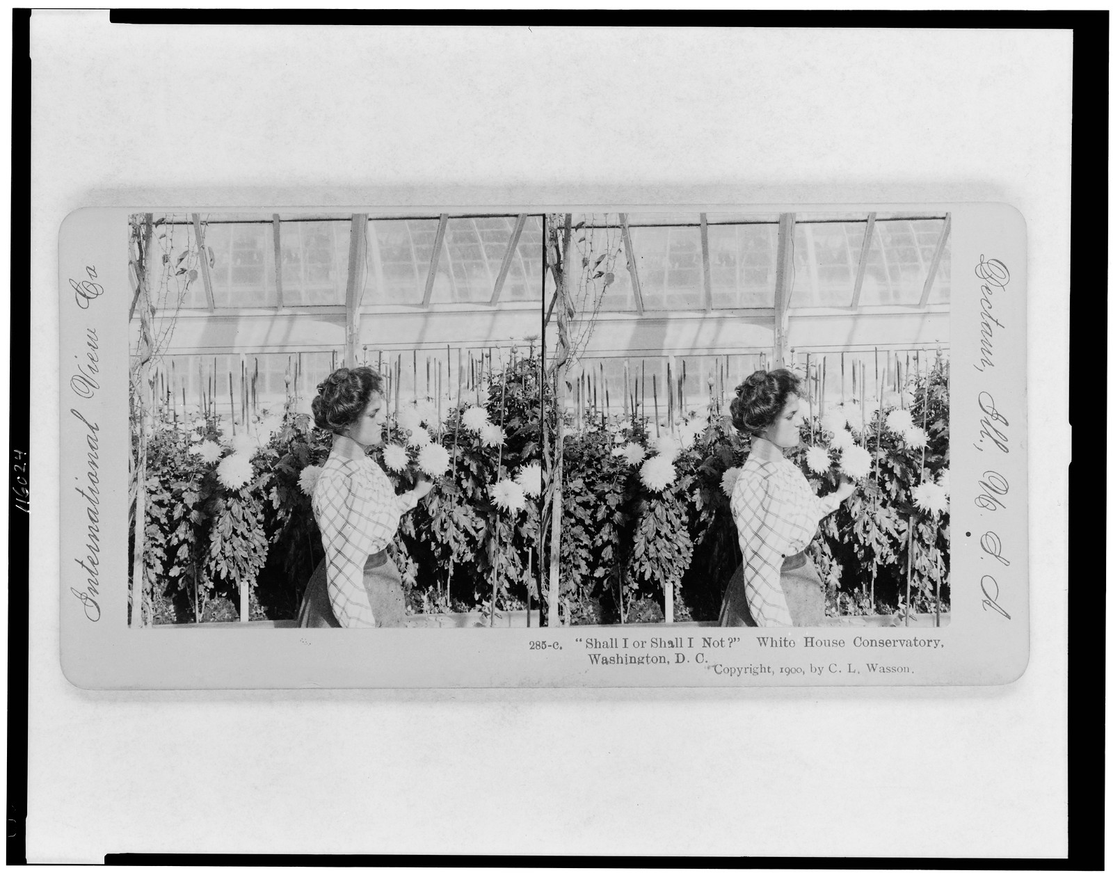 Shall I or Shall I Not? White House conservatory Washington D.C., 1900 — historic photograph