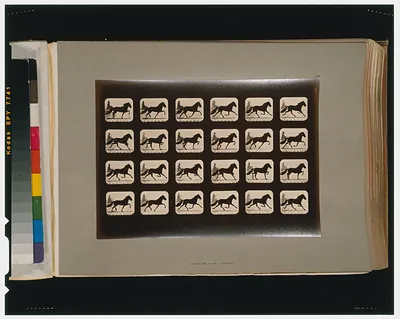 Horses. Trotting