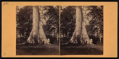 Stereograph of a giant tree with figures at its base