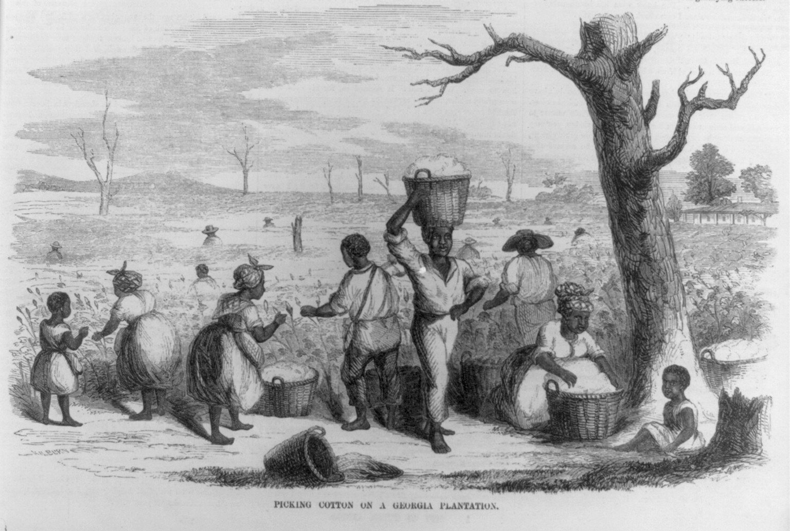 Picking cotton on a Georgia plantation, 1858 — antique engraving