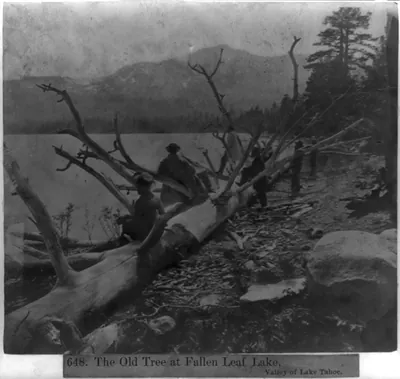 The Old Tree at Fallen Leaf Lake, Valley of Lake Tahoe