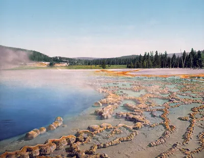 Hot spring pool with mineral terraces and pine forest
