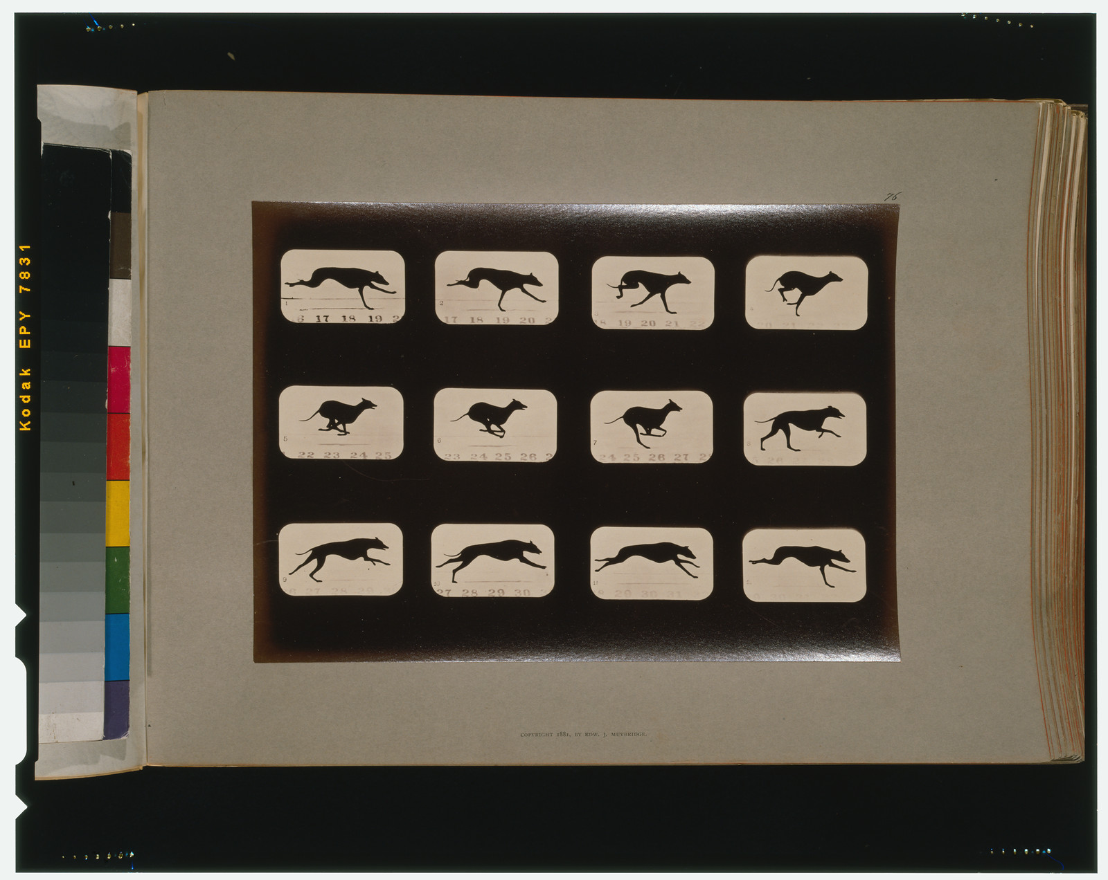 Greyhound, running, [San Francisco] : Muybridge, c1881. — historic photograph