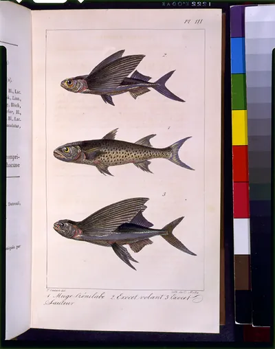 [Three flyingfish] / P. Oudart del. ; lith de C. Motte.