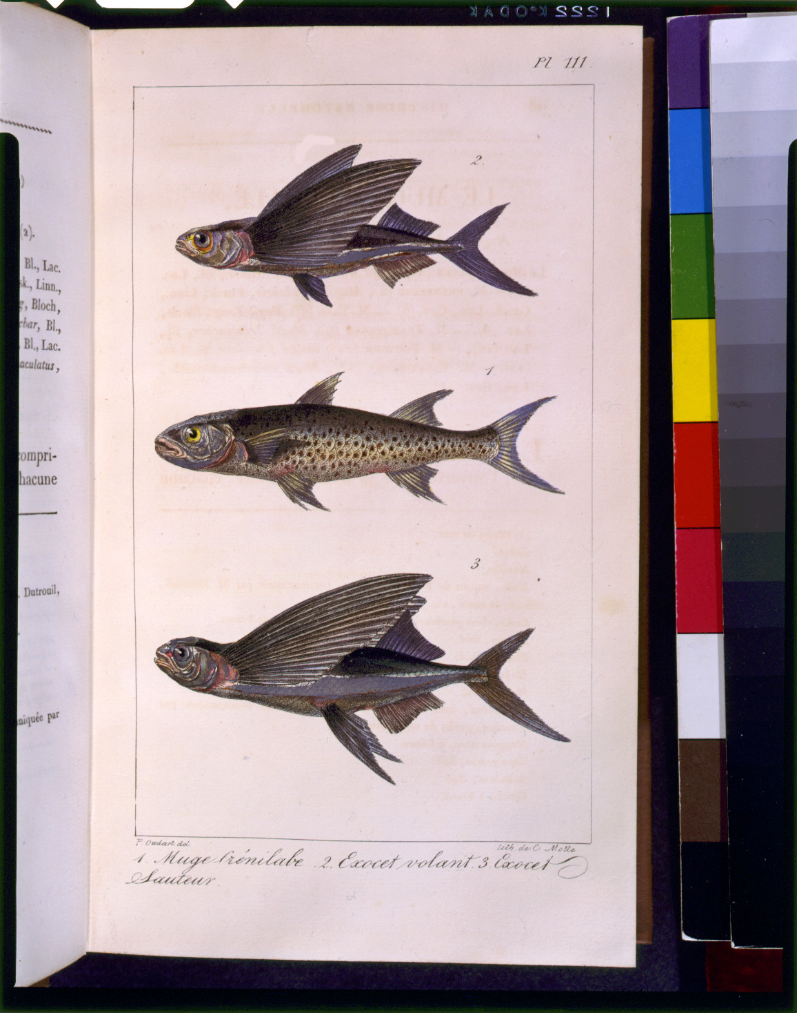 [Three flyingfish] / P. Oudart del. ; lith de C. Motte., [between 1826 and 1833] — antique engraving