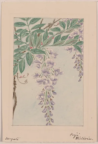 [Japanese drawing]