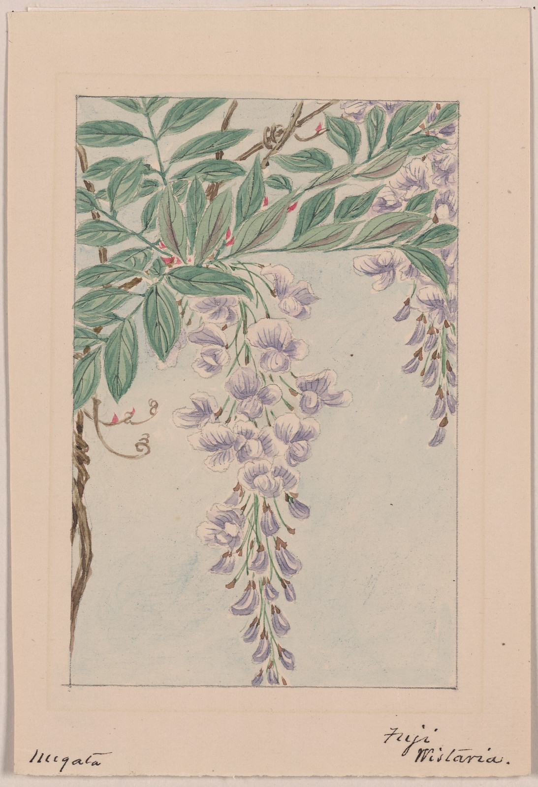 [Japanese drawing], 1750 — historic drawing