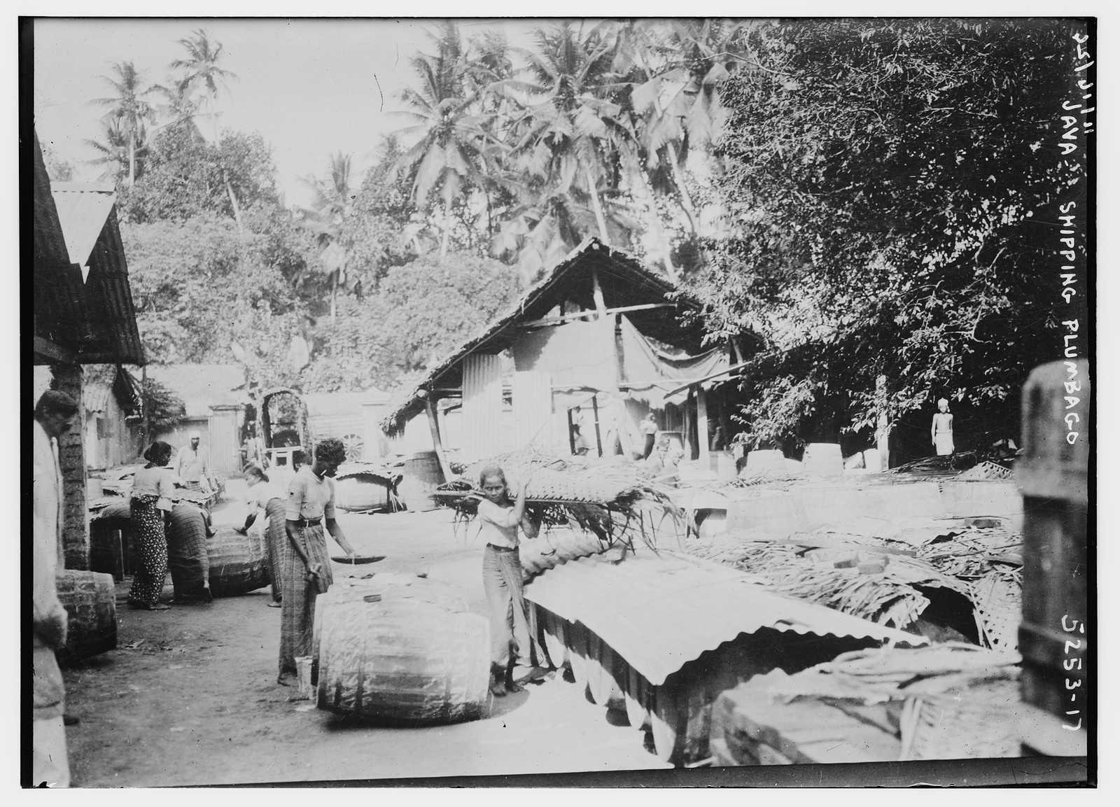 Java -- shipping Plumbago, n/a — historic photograph