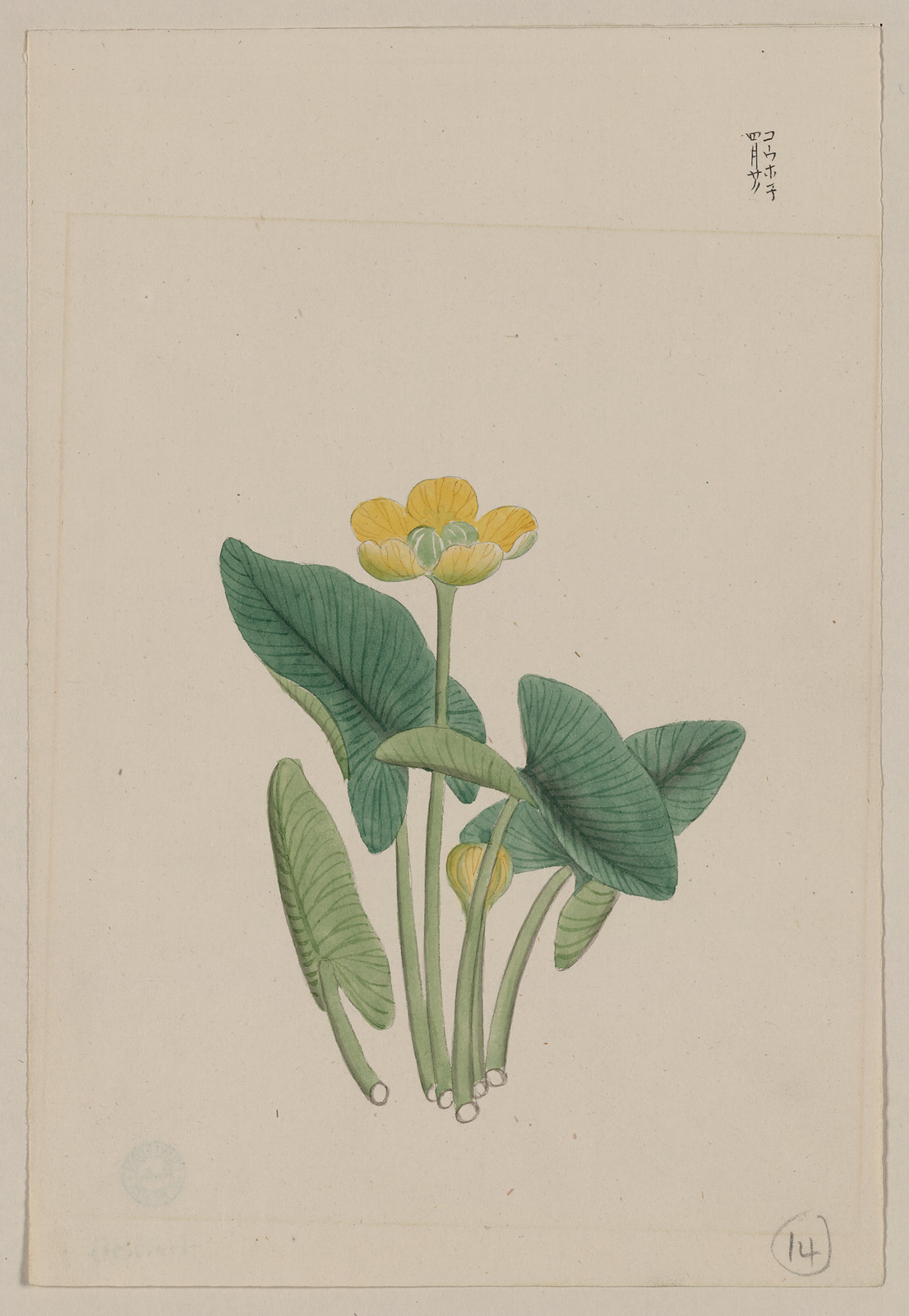 [Japanese drawing], 1750 — historic drawing