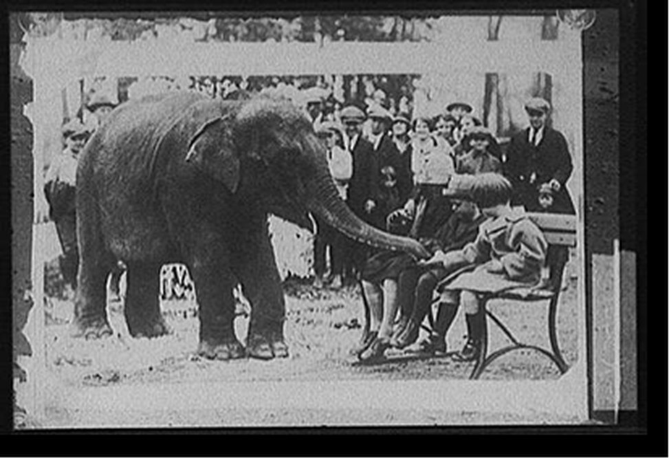 [Sheba eating out of children's hand], [between 1915 and 1925] — historic photograph