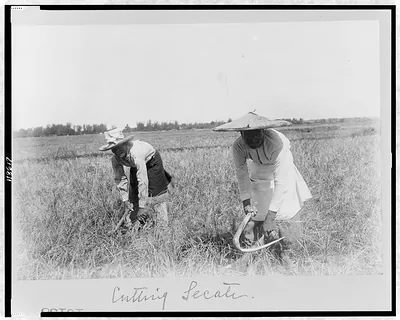 Cutting secale