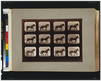 Horses. Hauling
