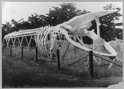 Skeleton of a whale