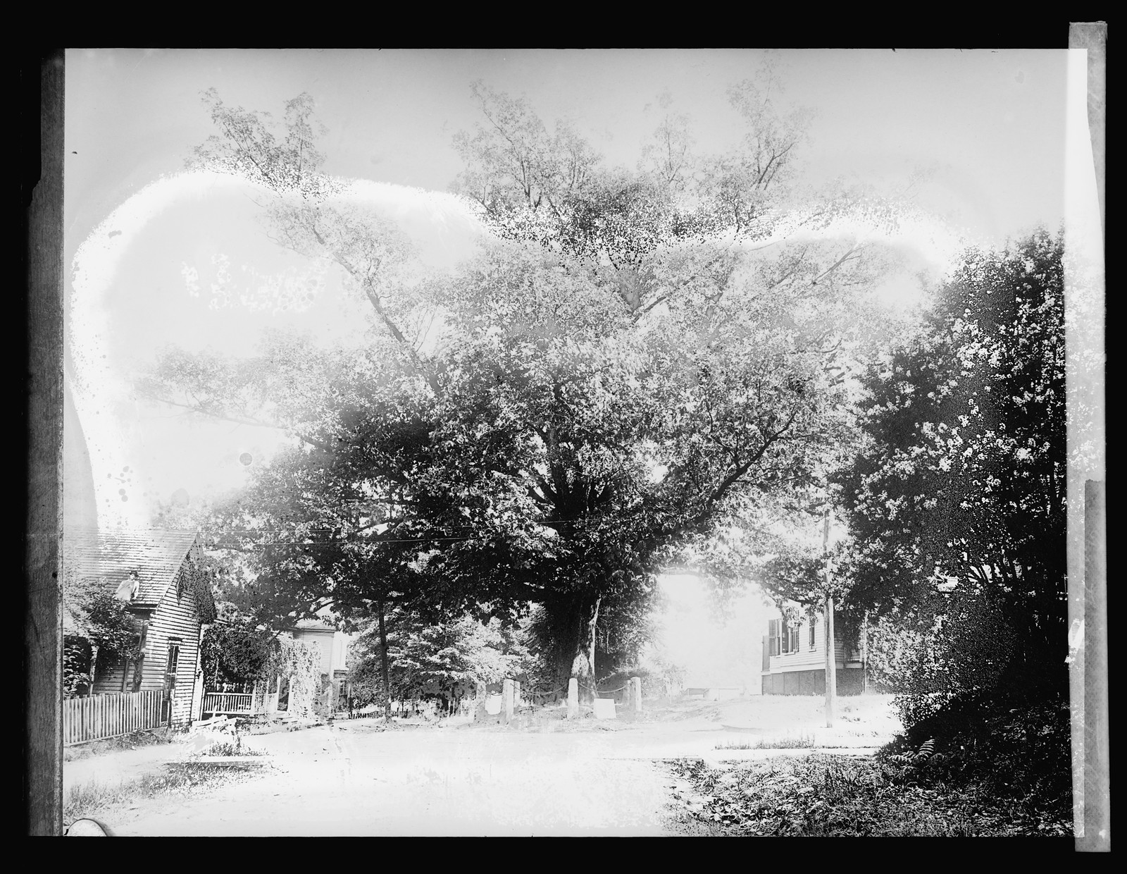 American Forestry Assn. Tree that owns itself, [ca. 1920] — historic photograph