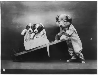 [Dogs dressed as humans and posed in human situations]: puppy wheeling 2 smaller pups in barrow