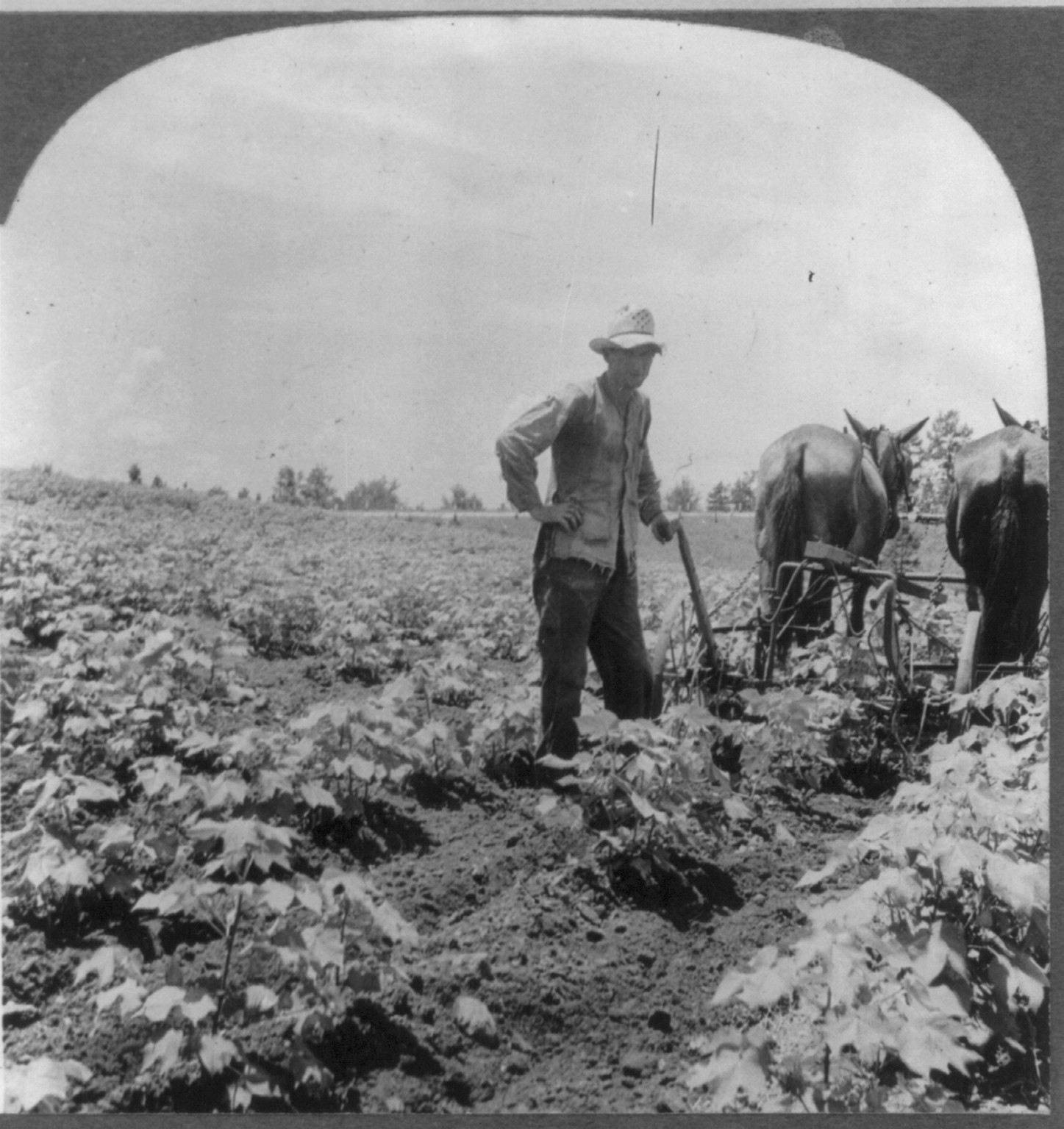 Eco. Geo. Unit #4-- cultivating cotton, Meadville, Pa. : Keystone View Co., c1947. — historic photograph