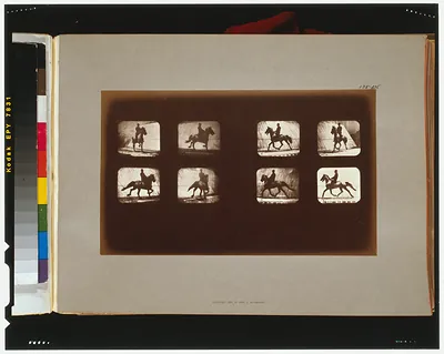 Horses. Trotting