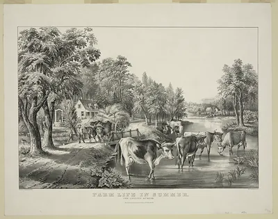 Farm Life in Summer: The Cooling Stream