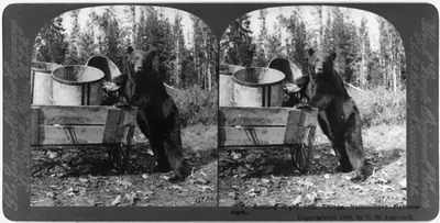 Getting Right Into Things, Yellowstone National Park