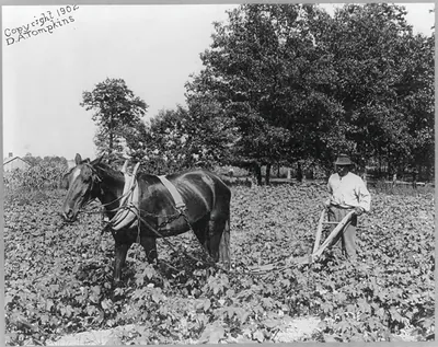 [African American man with horse cultivating cotton with plow, N.C.]