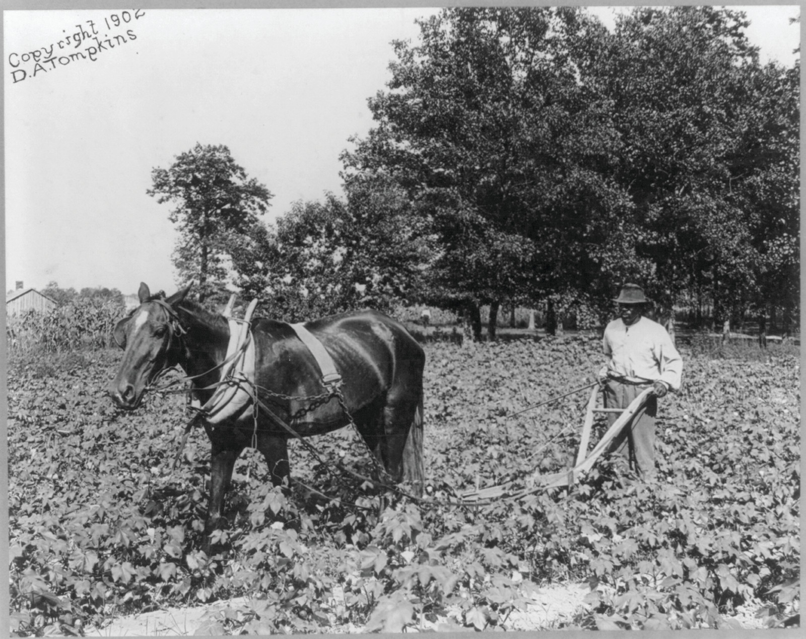 [African American man with horse cultivating cotton with plow, N.C.], c1902. — historic photograph