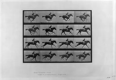 [Animal locomotion - 16 frames of racehorse Annie G." galloping]"