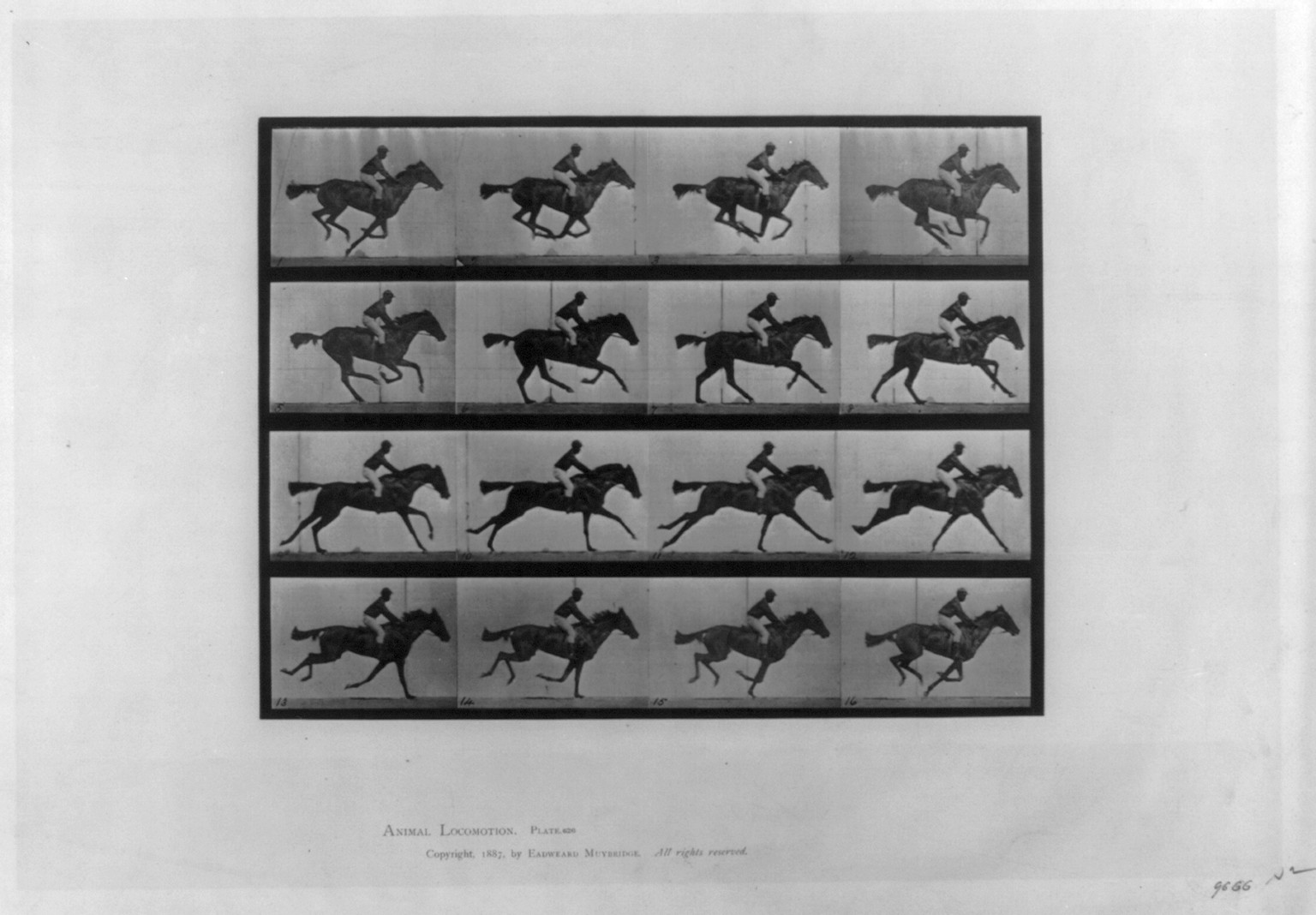 [Animal locomotion - 16 frames of racehorse Annie G." galloping]", c1887. — historic photograph