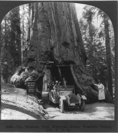 The Wawona tree, Mariposa Grove, Yosemite Valley, Cal.
