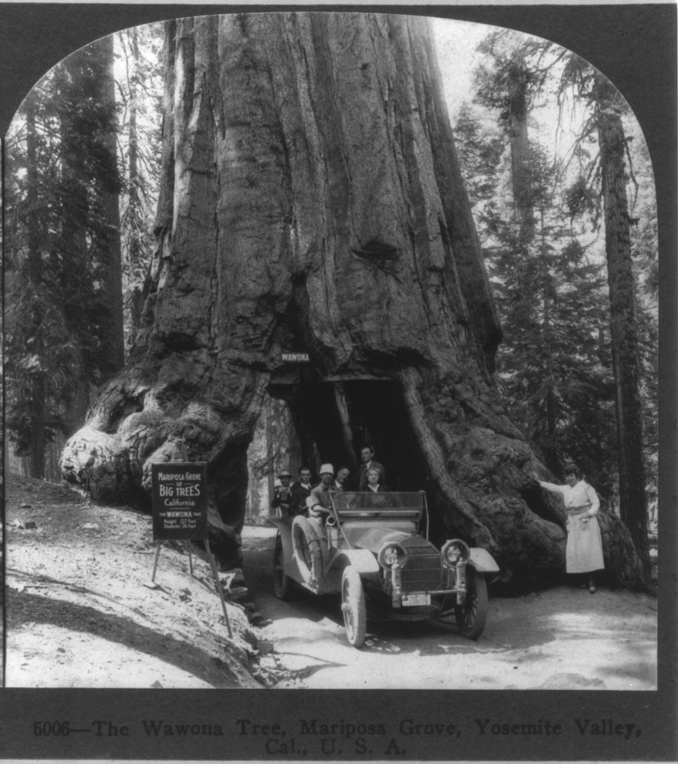 The Wawona tree, Mariposa Grove, Yosemite Valley, Cal., c1918 June 15. — historic photograph