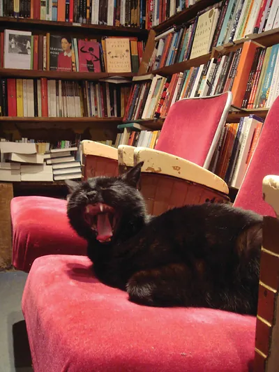 Kitty at Shakespeare Books